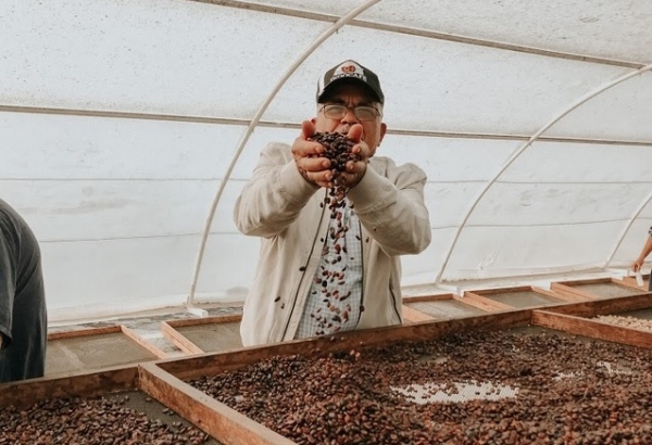 Director INDOCAFE dice renovara y fomentarán más de 100 mil tareas de café resistente a la Roya e implementara plan piloto en cuatro zonas cafetaleras del país