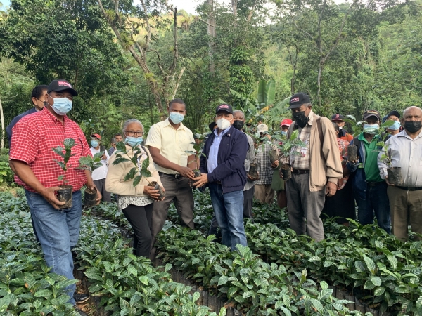Gobierno a través de INDOCAFE entrega 70 mil plantas de café a productores de los Cacaos