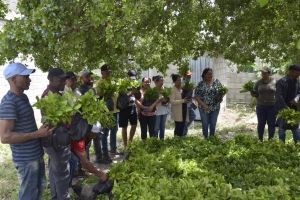 INDOCAFE continua su labor de distribuci&oacute;n, ahora en Bani unas 50 mil pl&aacute;ntulas de caf&eacute; tolerantes a la Roya, de unas 200 mil que hay programadas