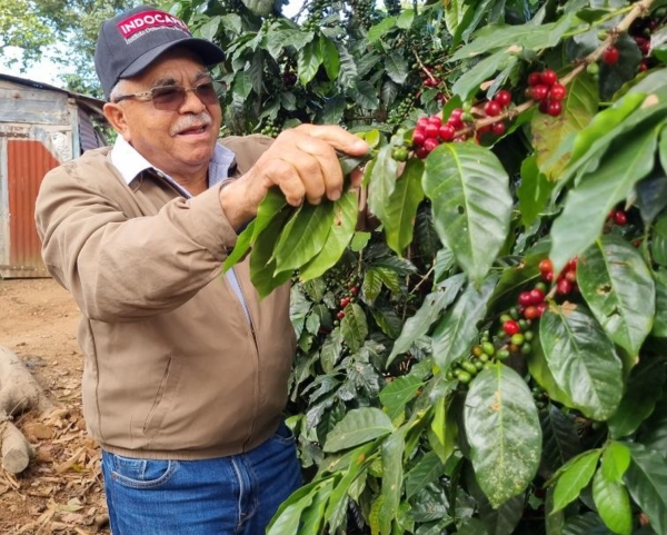 Cambio climático adelanta cosechas de café en las zonas altas y bajas del país