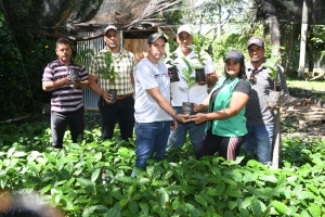 INDOCAFE distribuye de miles plantas de caf&eacute; de alta productividad y resistentes a la Roya en Jarabacoa