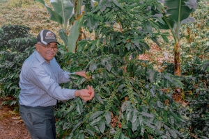 INDOCAFE realizar&aacute; Taller sobre el S&iacute;ndrome del Grano Negro del Caf&eacute;