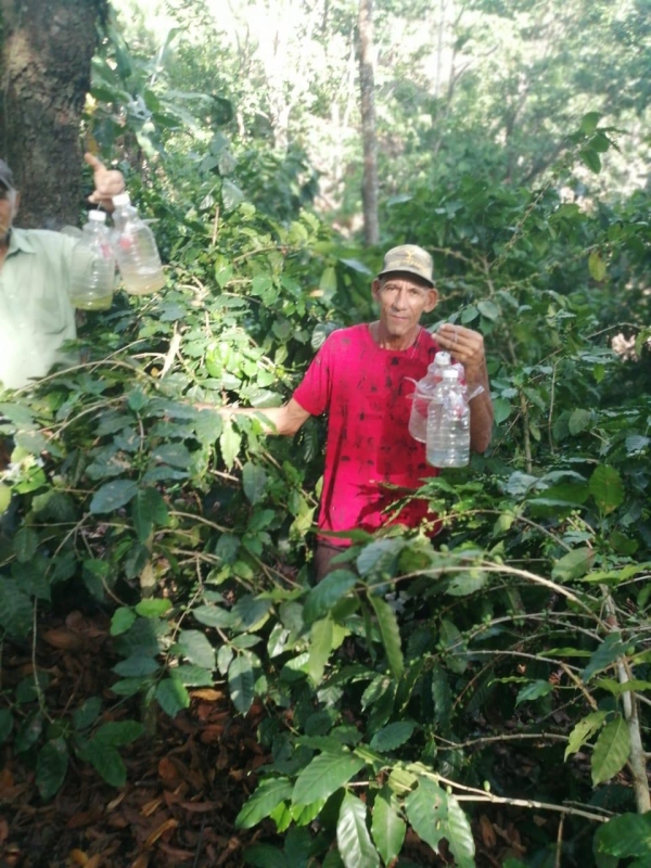 NOTA ACLARATORIA SOBRE LAS PUBLICACIONES RECIENTES RELACIONADAS CON EL USO DE PESTICIDAS EN LA PRODUCCIÓN DE CAFÉ
